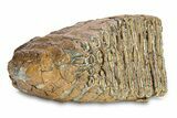 Fossil Woolly Mammoth Upper Molar - Siberia #292765-1